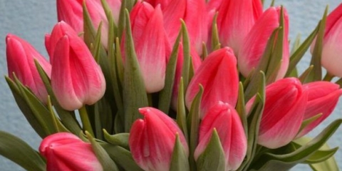 Sadnja tulipana do 8. Marta: rokovi, pravila, upute korak po korak za destilaciju